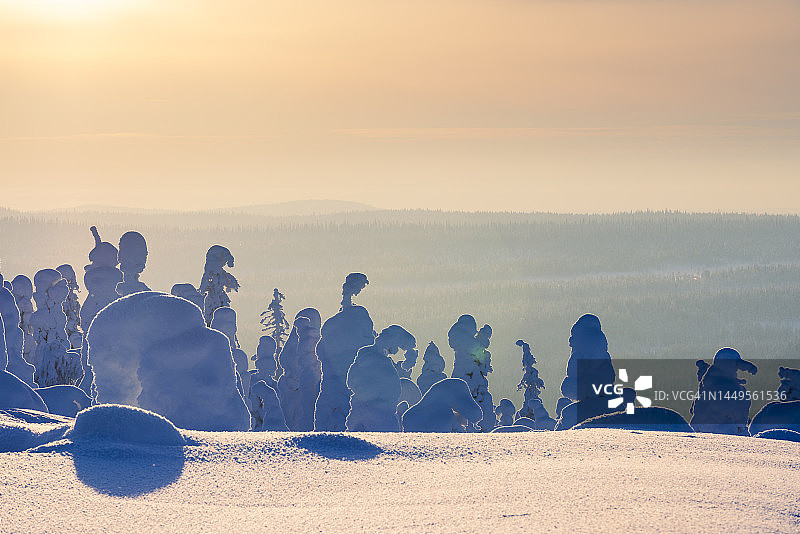 芬兰的Riisitunturi森林图片素材