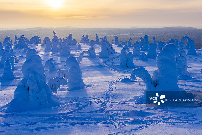 芬兰的Riisitunturi森林图片素材