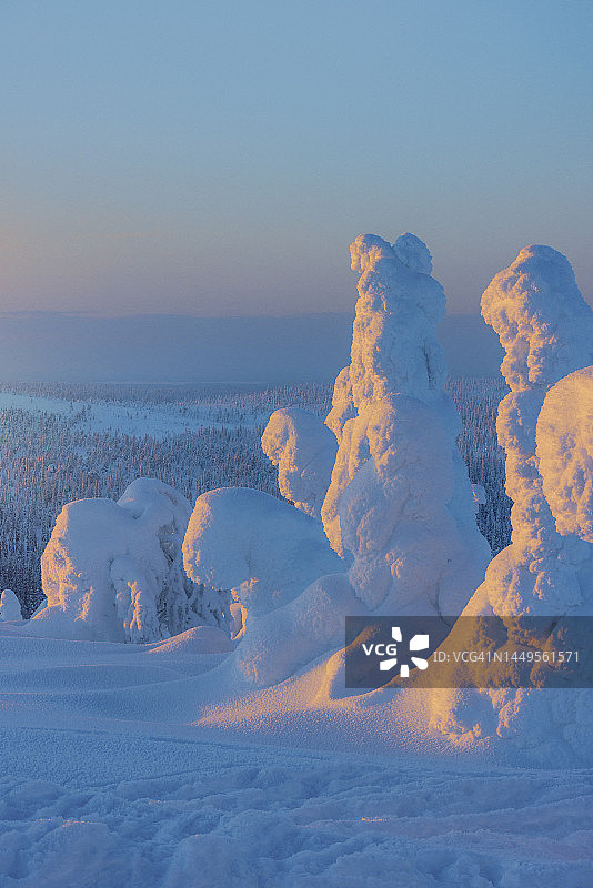 芬兰的Riisitunturi森林图片素材