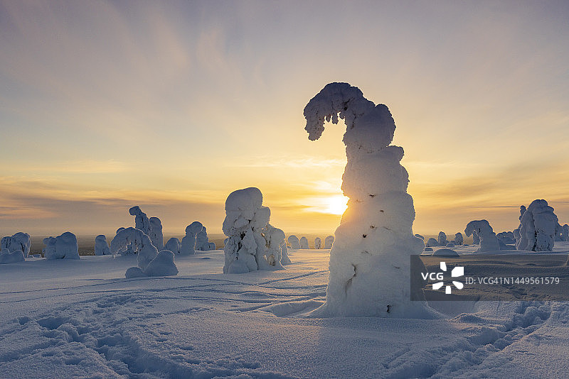 芬兰的Riisitunturi森林图片素材