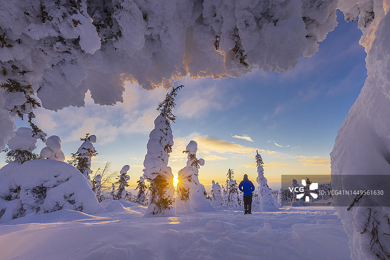 芬兰的Riisitunturi森林图片素材