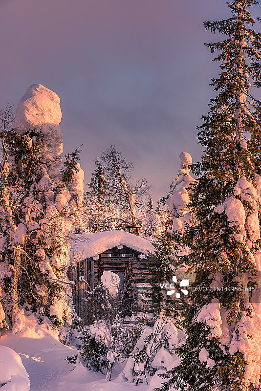 芬兰的Riisitunturi森林图片素材