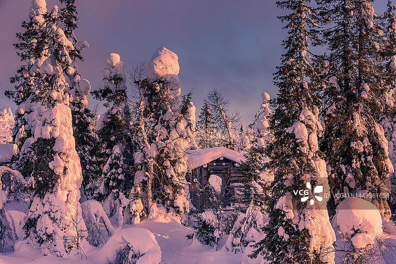 芬兰的Riisitunturi森林图片素材