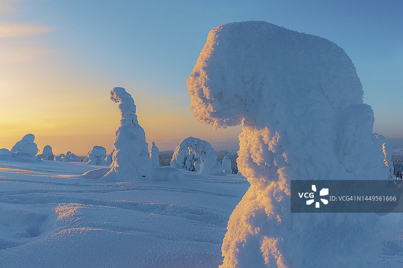 芬兰的Riisitunturi森林图片素材