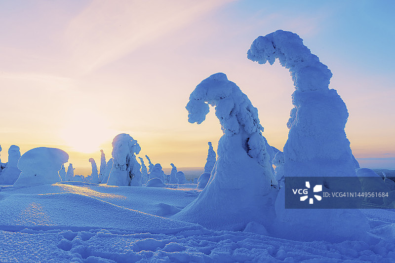 芬兰的Riisitunturi森林图片素材