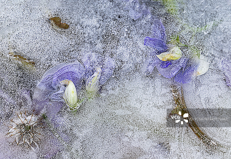 冰冻的多年生香豌豆图片素材