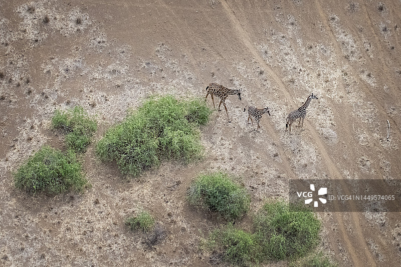 从直升机上俯瞰三只长颈鹿在Safari的壮丽景色图片素材