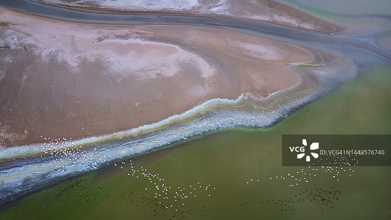 肯尼亚马加迪湖美丽的绿色和蓝色火烈鸟图片素材