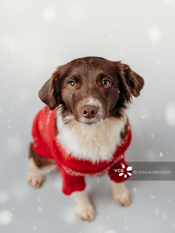 穿着毛衣，准备过圣诞节的可爱小狗图片素材