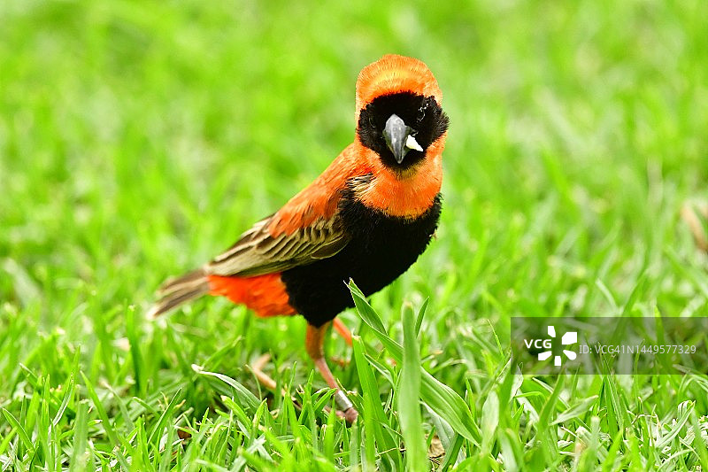 在草地上觅食的野生红色主教鸟图片素材