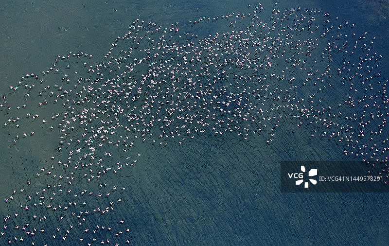 肯尼亚纳特龙湖火烈鸟飞翔的蓝绿色纹理图片素材