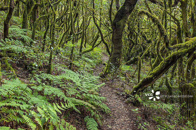 戈梅拉岛，加拉霍奈国家公园的步行道图片素材