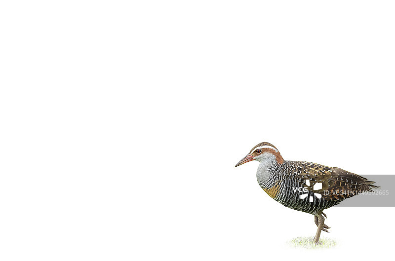 Buff-banded rail图片素材