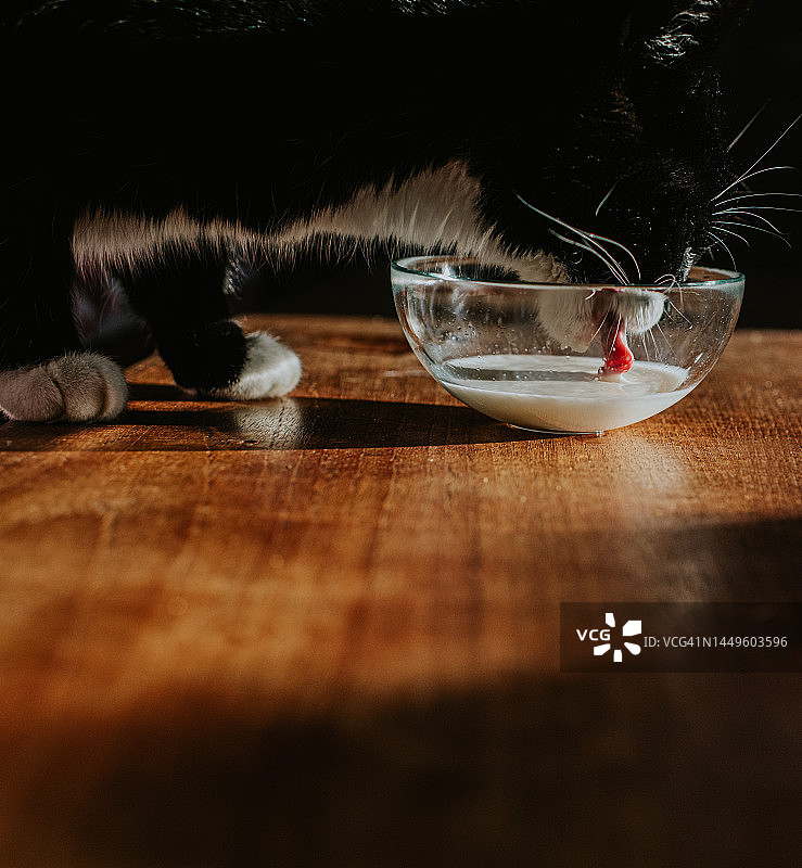 猫咪舔舐玻璃碗里的牛奶图片素材