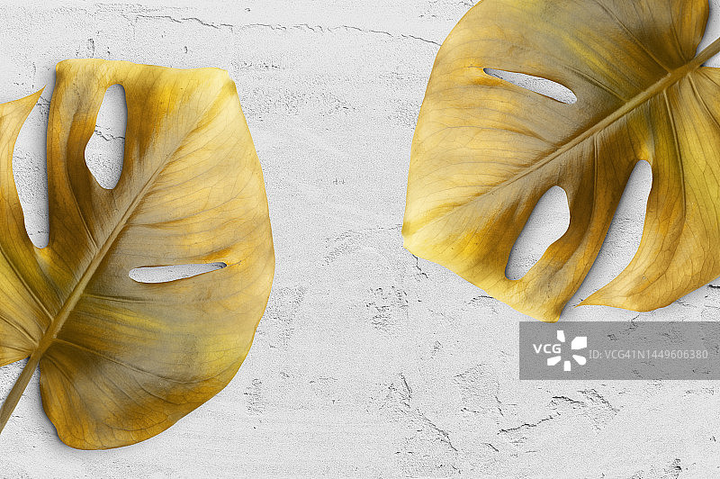 白色背景上的金色龟背竹叶俯视图图片素材