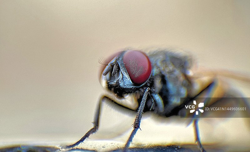 家蝇微距图片素材
