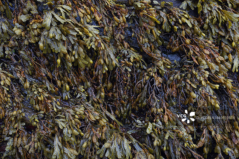 海滩上脱水的海藻全景图片素材