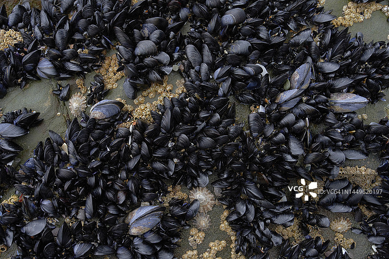 岩石上密集的贻贝群图片素材