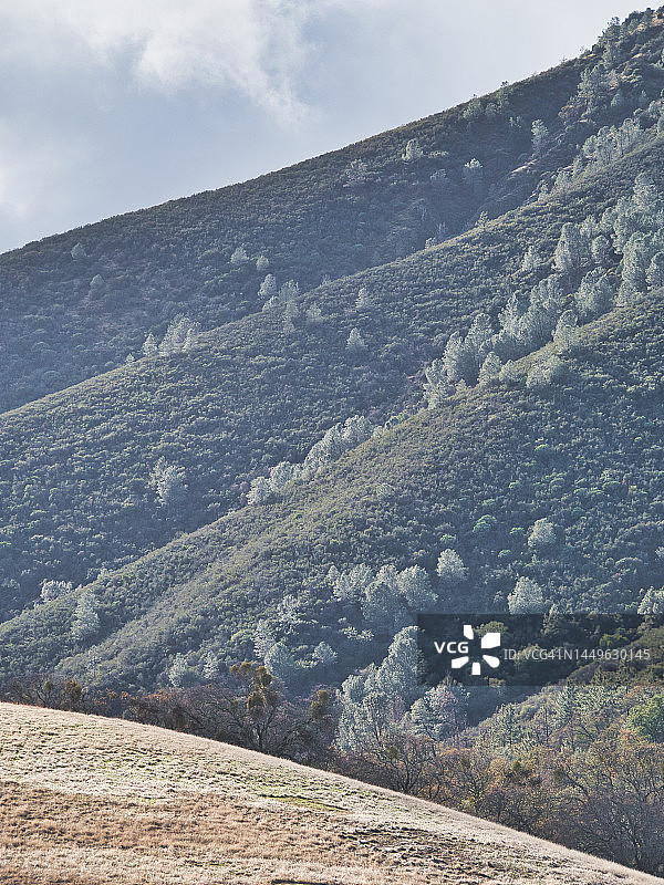 山坡上的树木图片素材