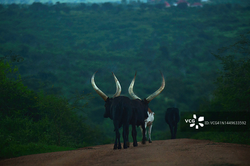 黄昏时分长着巨大牛角的安科莱牛图片素材