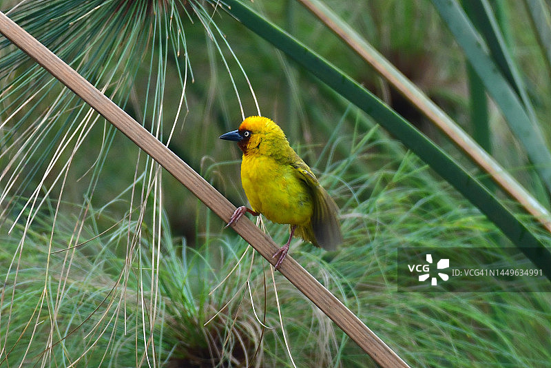 北方棕喉织布鸟图片素材