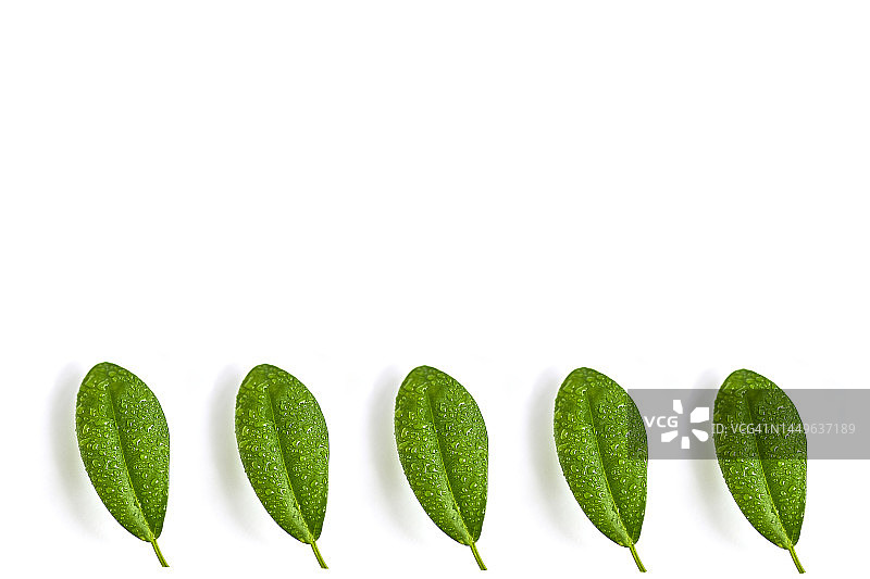白色背景上的孤立树叶图片素材