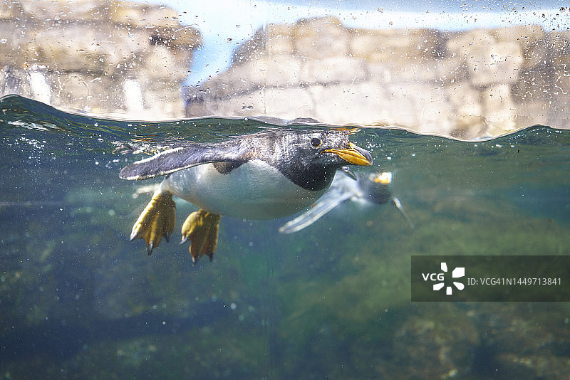 水中企鹅图片素材