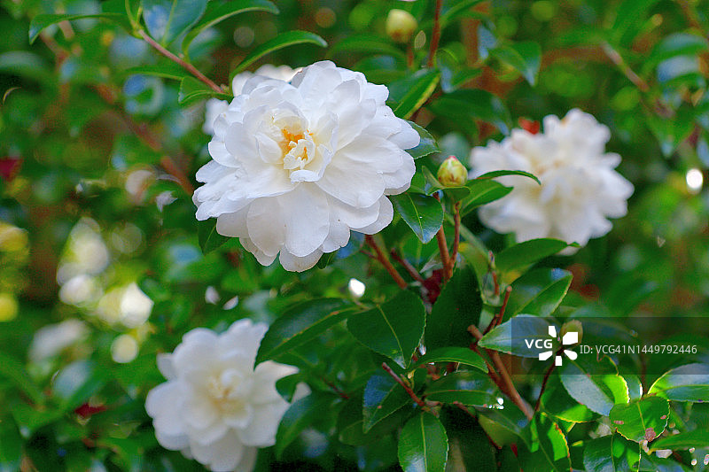 盛开的茶梅花图片素材