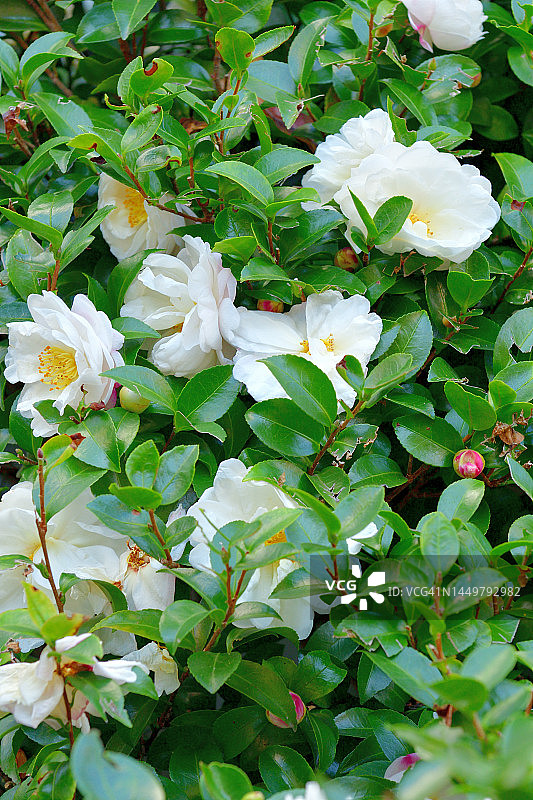 盛开的茶梅花图片素材