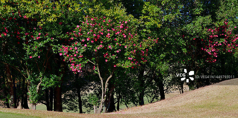盛开的茶梅花图片素材