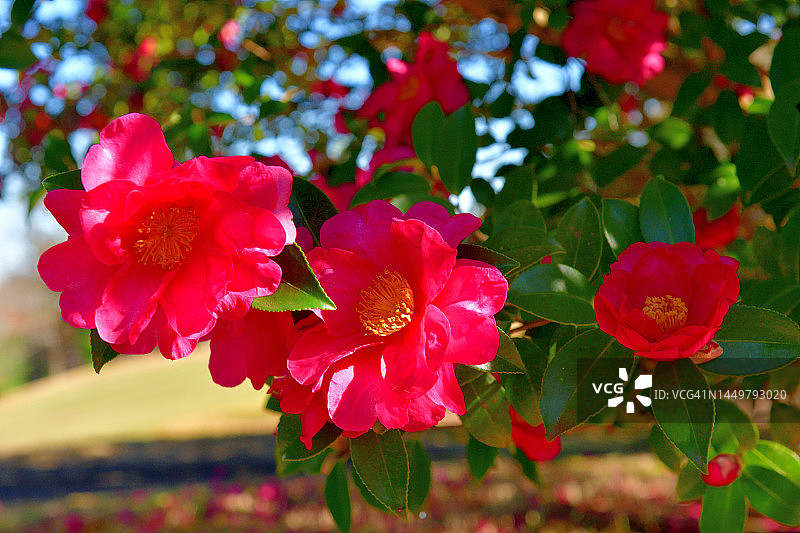盛开的茶梅花图片素材
