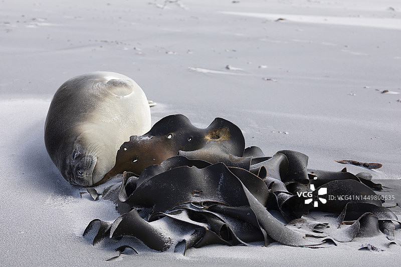 南象海豹，海狮岛，福克兰群岛图片素材