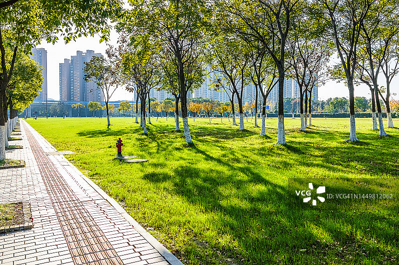 阳光照耀着树林和石板路图片素材