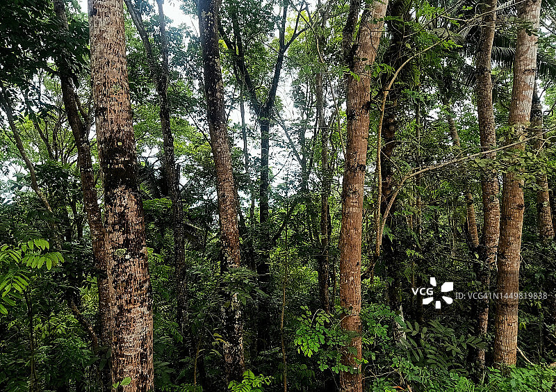 城市森林中生长的树木图片素材