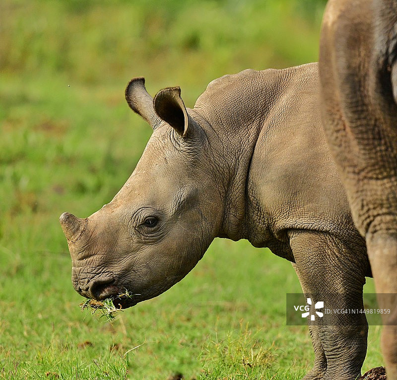 南非一头正在吃草的野生小犀牛图片素材