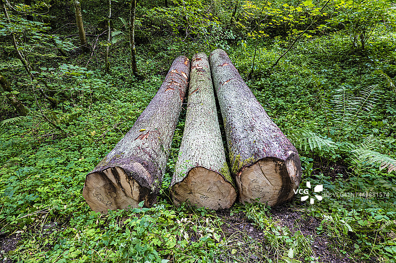 森林中的三根树木原木图片素材