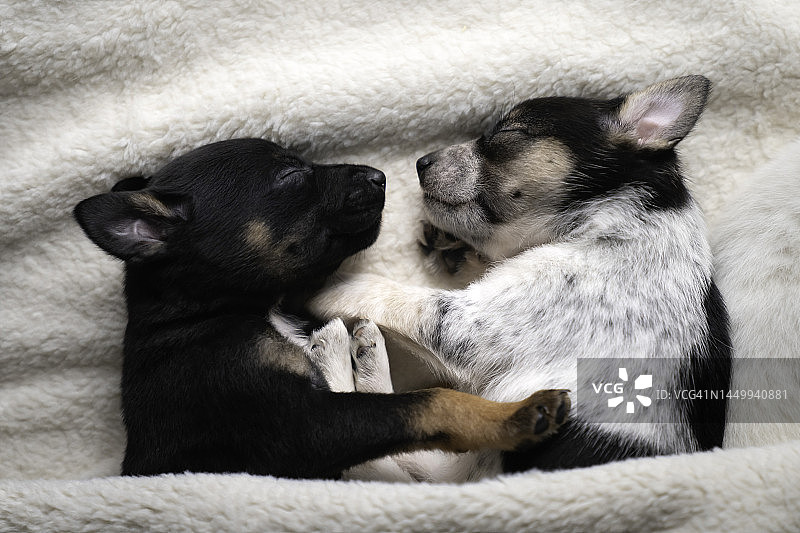 睡觉的小狗崽图片素材