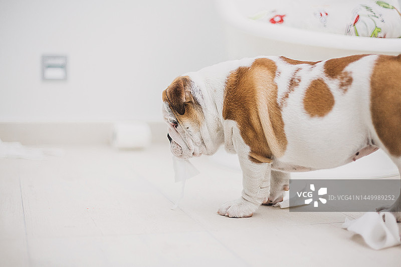 玩卫生纸的小狗图片素材