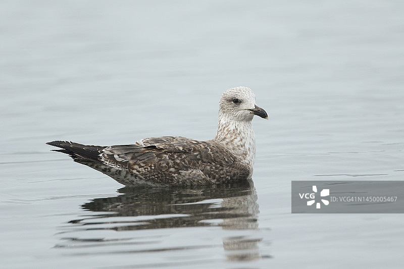 寒冬时节，在湖面上游泳的黑背鸥图片素材