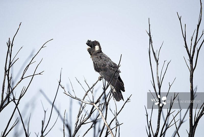 卡纳比氏黑凤头鹦鹉图片素材