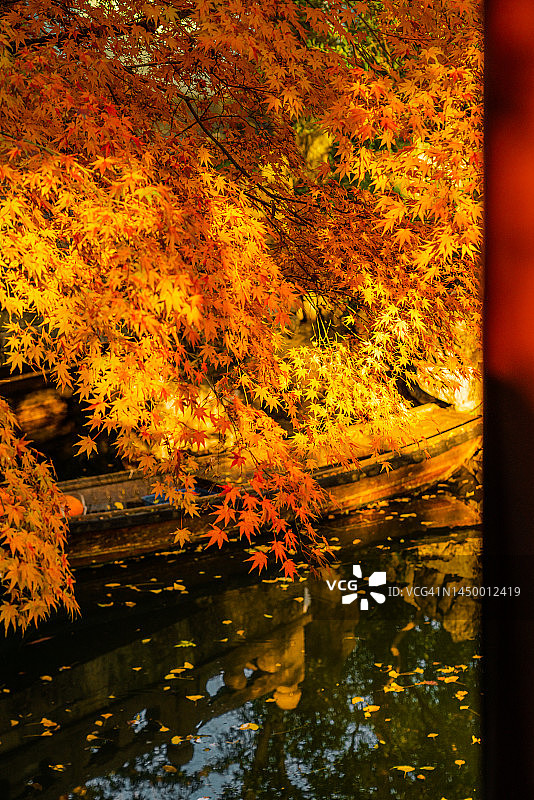 秋季古建筑旁的日本枫树图片素材