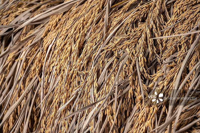 稻田收割后的稻茬图片素材