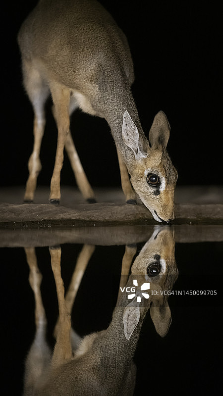 肯尼亚马加迪湖的可爱小羚羊的倒影特写图片素材