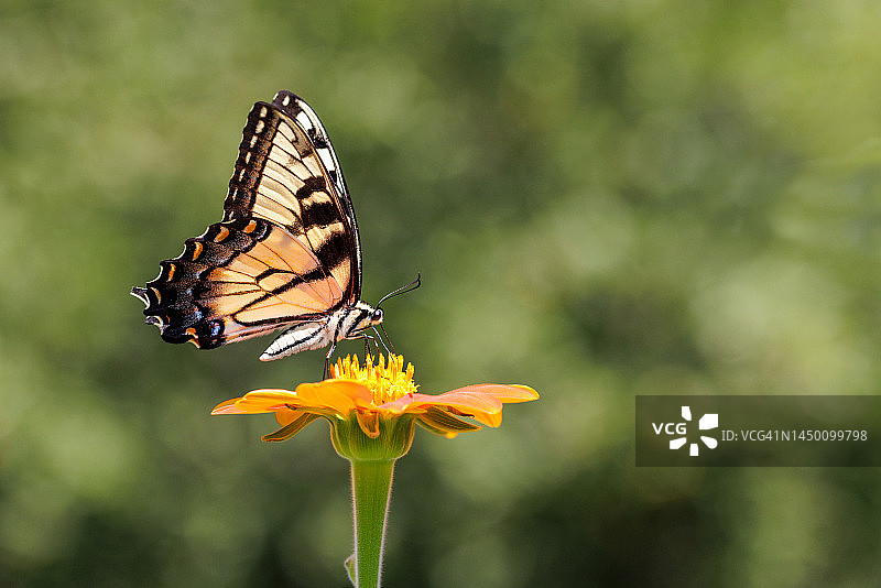 凤蝶与金鸡菊图片素材
