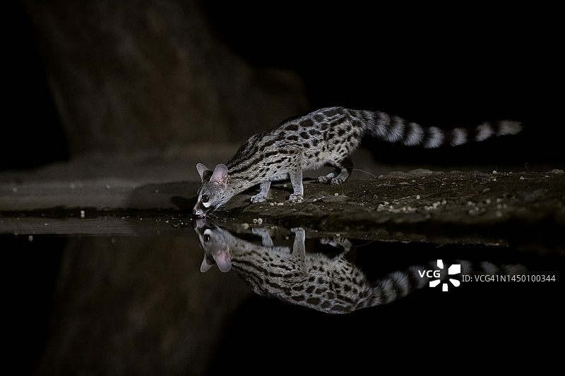 肯尼亚马加迪湖附近水坑的夜行麝猫特写图片素材