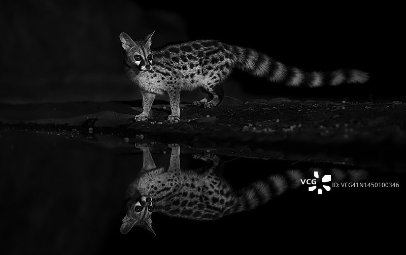 肯尼亚马加迪湖附近夜晚的麝猫黑白肖像图片素材