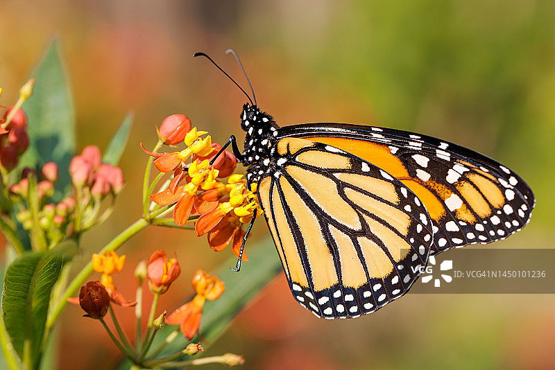 君主在热带马利筋上图片素材