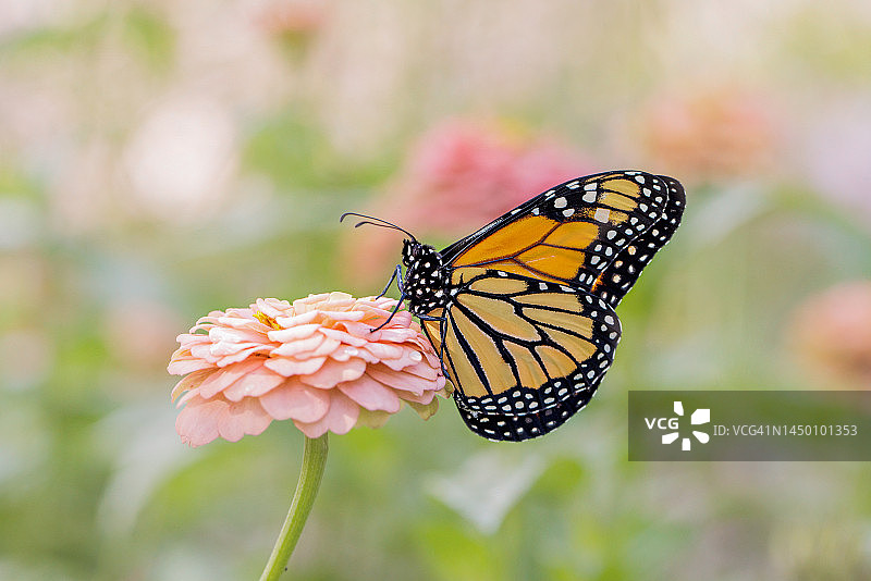 粉色百日草上的帝王蝶图片素材