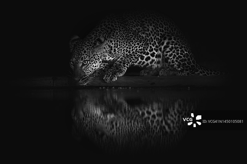 夜晚光照下的迷人猎豹倒影图片素材