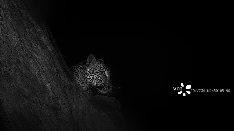 在肯尼亚马加迪湖夜晚黑色背景下的豹子可爱肖像图片素材